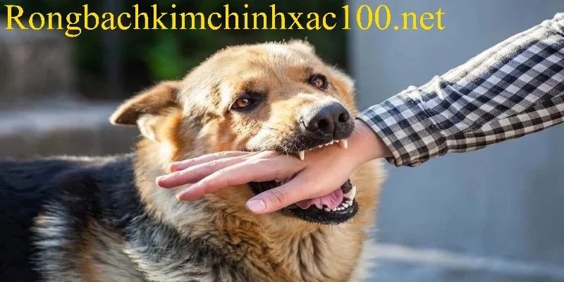 Giải mã điềm báo khi chiêm bao nhìn thấy con chó