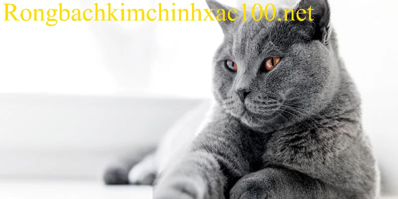 Phân tích thông điệp giấc chiêm bao ăn thịt mèo