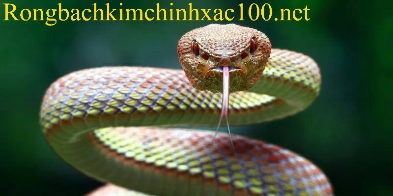 Mộng thấy rắn mang đến nhiều thông điệp tâm linh