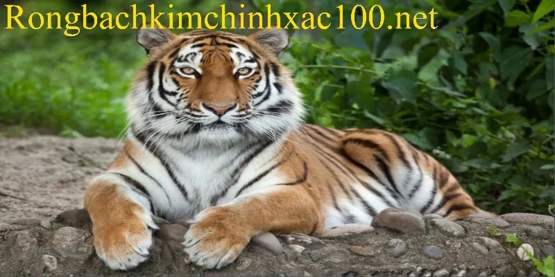 Thông điệp ẩn chứa đằng sau các giấc mộng thấy con hổ