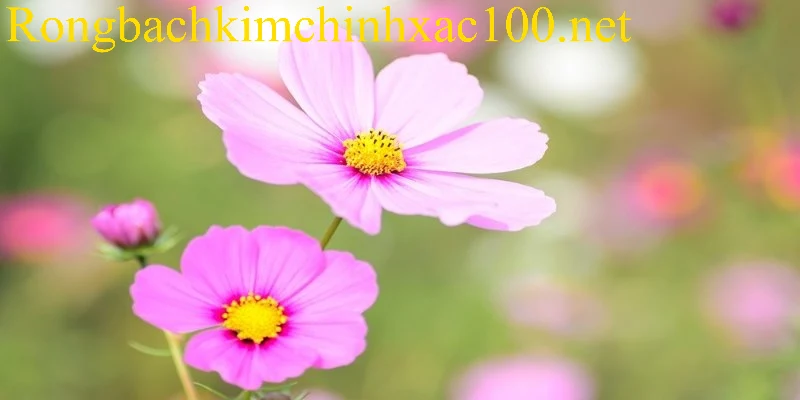 Chiêm bao bông hoa mang đến thông điệp may mắn