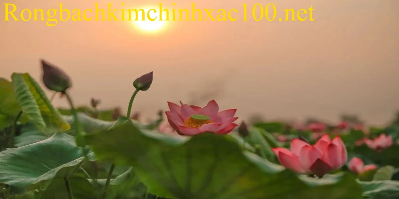 Giấc mộng thấy bông sen thường gắn với sự bình an