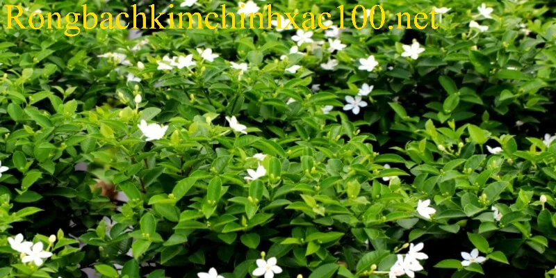 Điềm báo và con số liên quan giấc mộng thấy bụi cây