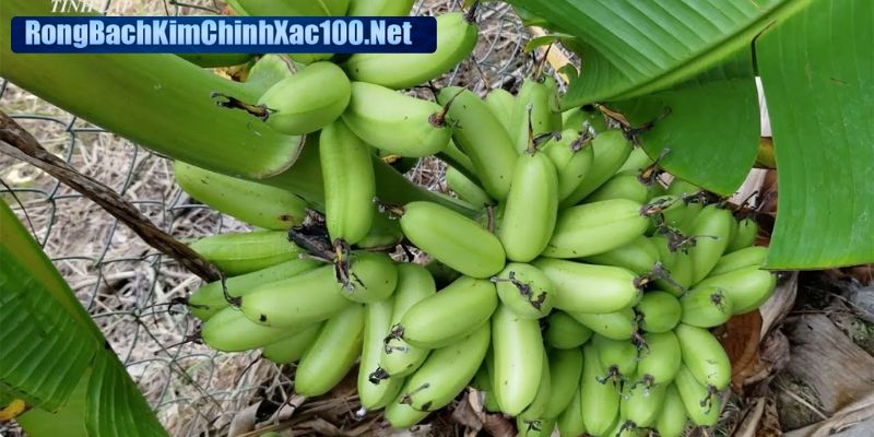 Mơ thấy buồng chuối thường là phản ánh tài lộc