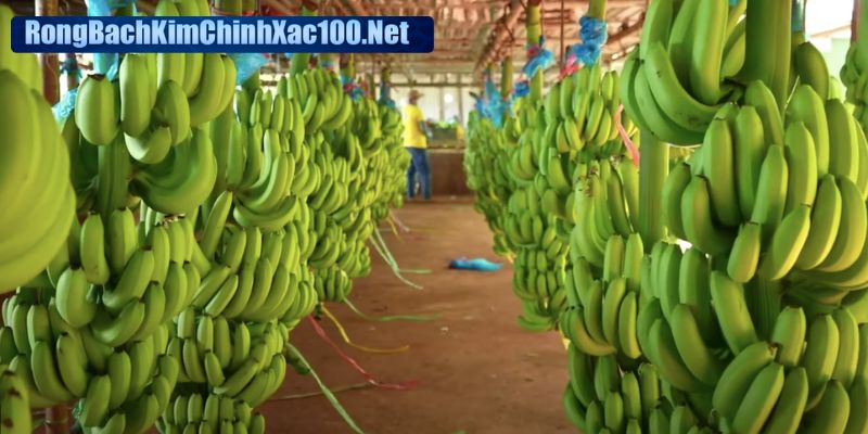 Chiêm bao buồng chuối trên cây thể hiện tham vọng