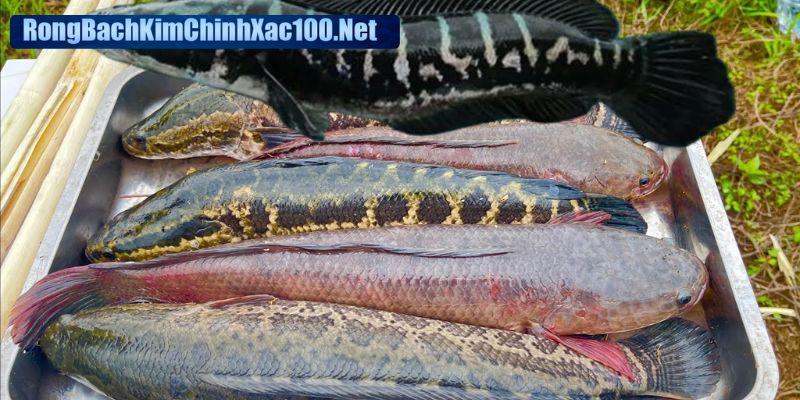 Mơ thấy cá chuối mang nhiều thông điệp