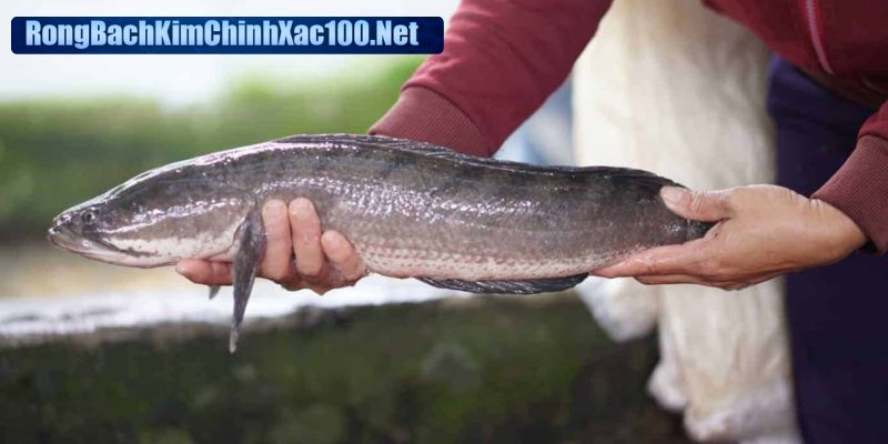 Gặp cá chuối bơi trong nước là điềm báo về sự cân bằng