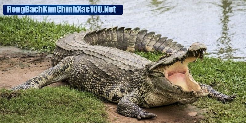 Chiêm bao thấy cá sấu gửi gắm nhiều ý nghĩa