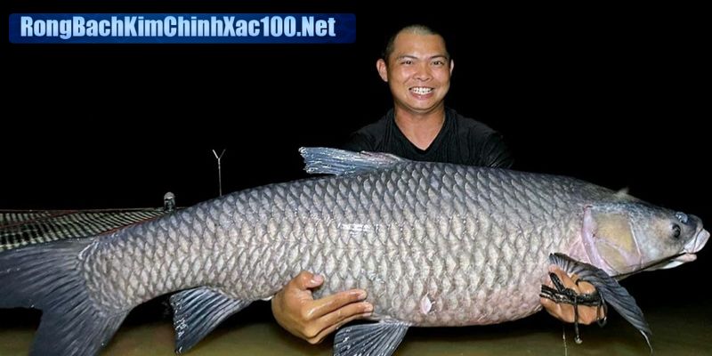 Mơ thấy cá trắm gửi cho bạn thông điệp gì?