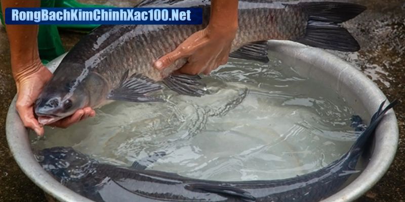 Chiêm bao bắt được cá trắm mang nghĩa tích cực