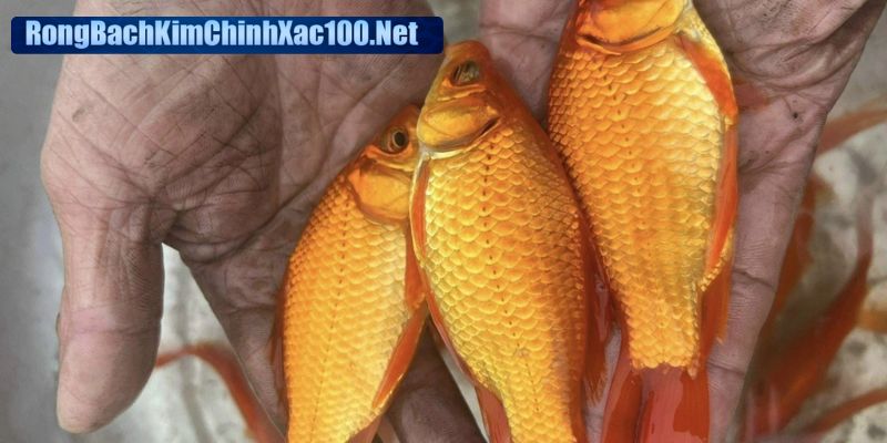 Chiêm bao cá vàng nên lo lắng hay không?
