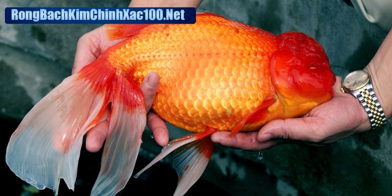 Chiêm bao cá vàng trong bể hàm ý về giới hạn