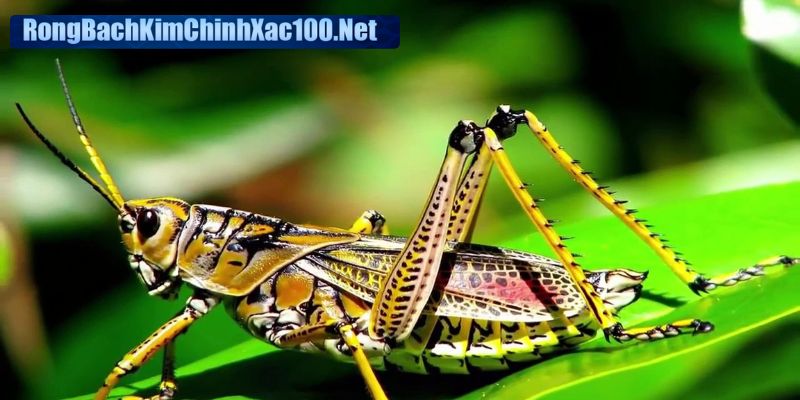 Chiêm bao thấy cào cào mang thông điệp sâu sắc