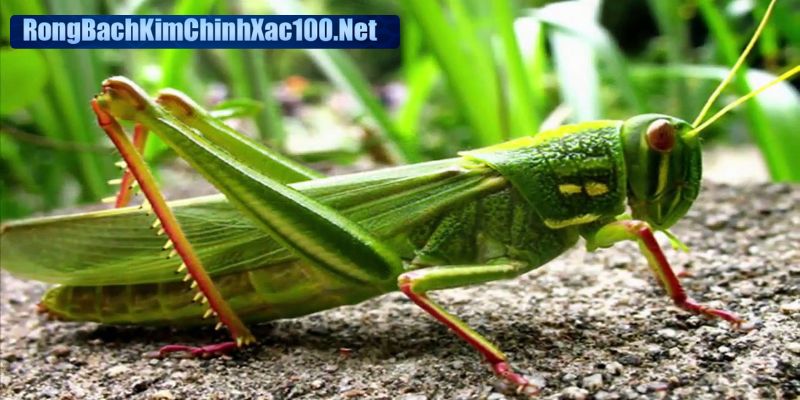 Mơ thấy cào cào xét theo tình huống để giải mã
