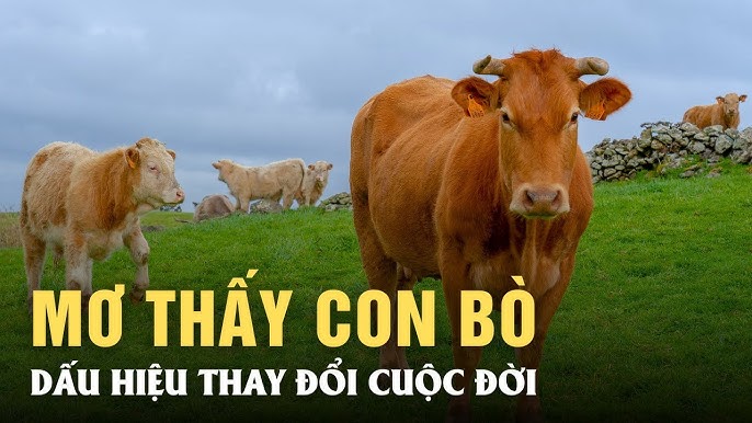 Ý nghĩa giấc mơ con bò